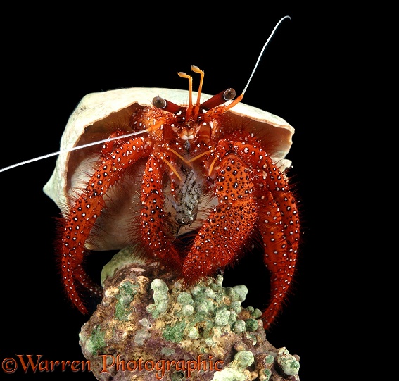 Hermit Crab (Pagurus megistos)