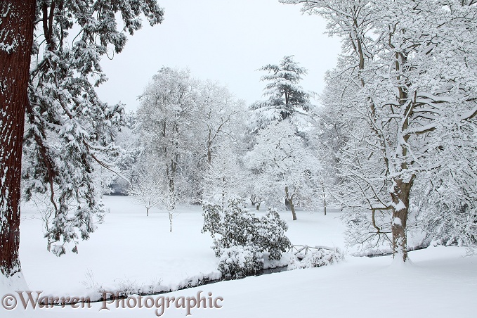 Snowy scenery in Albury Park.  Surrey, England