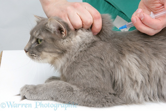 Vet administering a vaccination to Maine Coon female cat, Serafin, white background