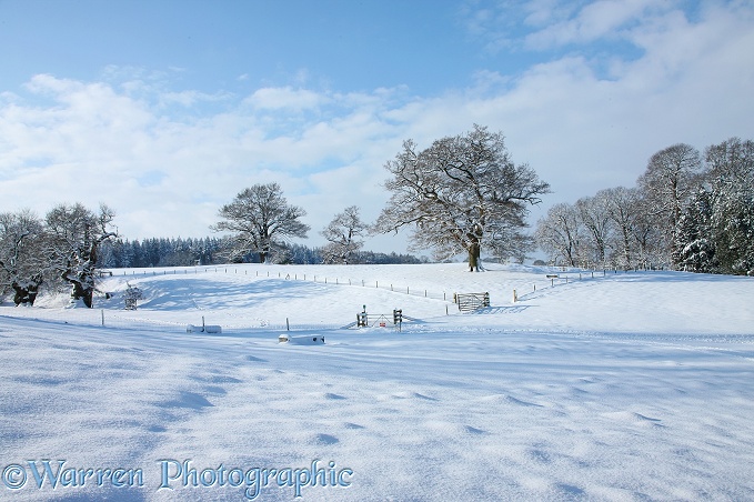 Albury Park snow scene.  Surrey, England