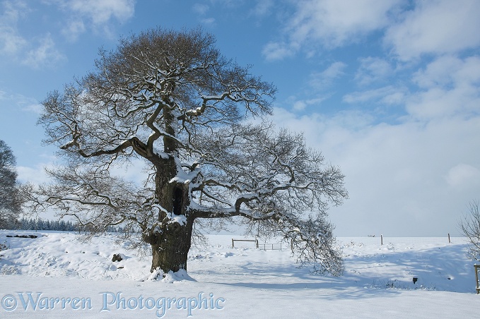 Oak tree with snow in Albury Park.  Surrey, England