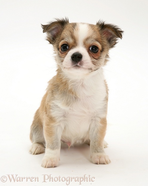 Chihuahua pup, white background