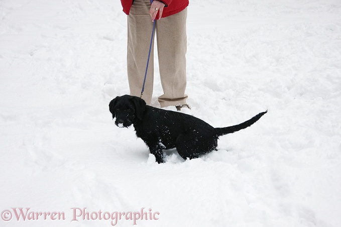 Black Labrador x Portuguese Water Dog pup, Cassie, urinating in the snow