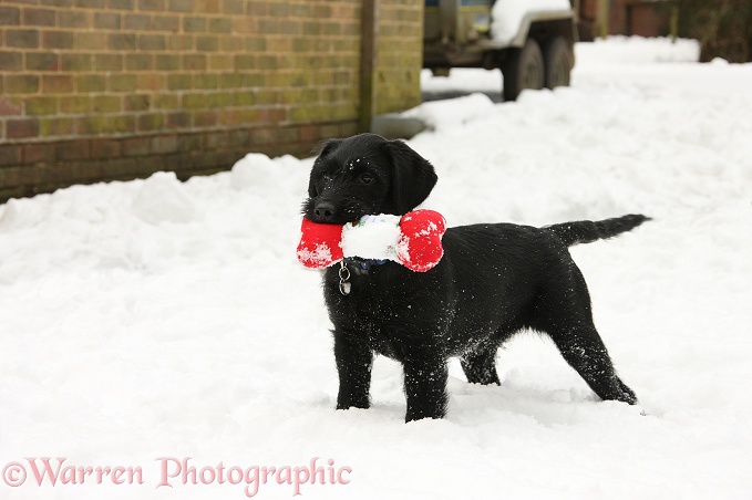 Black Labrador x Portuguese Water Dog pup, Cassie, with toy in the snow