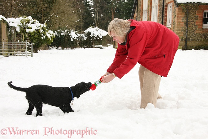 Di playing with her Black Labrador x Portuguese Water Dog pup, Cassie, in the snow