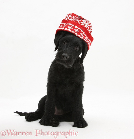 Black Labrador x Portuguese Water Dog pup, Cassie, with Christmas hat on, white background