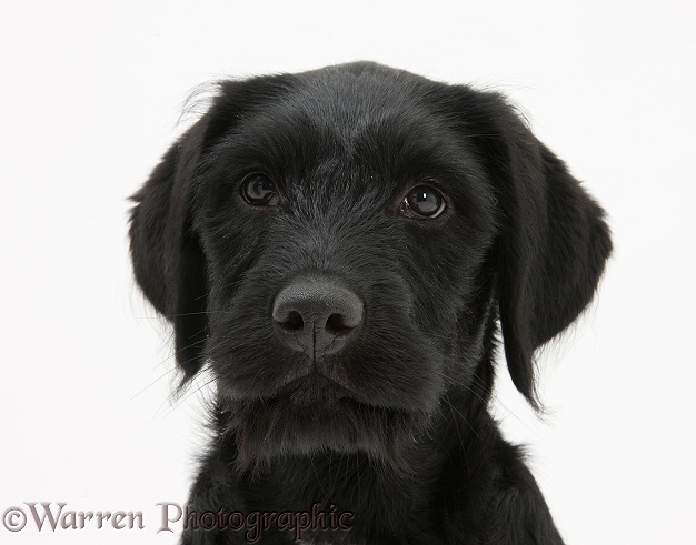 Black Labrador x Portuguese Water Dog pup, Cassie, white background