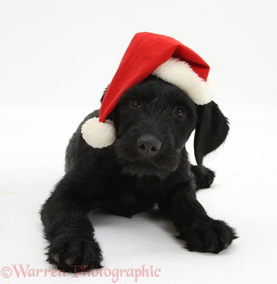 Black Labrador x Portuguese Water Dog pup, Cassie, with Father Christmas hat on, white background