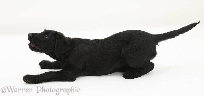 Black Labrador x Portuguese Water Dog pup, Cassie, white background