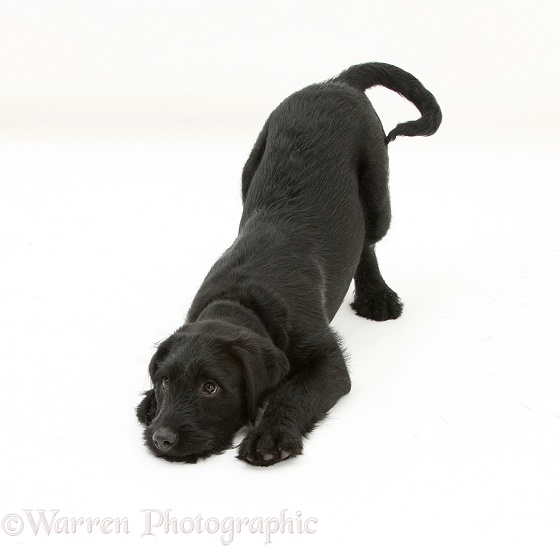 Black Labrador x Portuguese Water Dog pup, Cassie, in play-bow, white background
