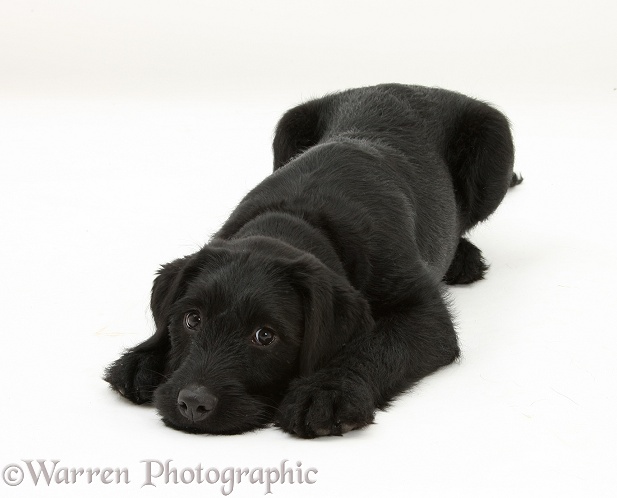 Black Labrador x Portuguese Water Dog pup, Cassie, with chin on the floor, white background
