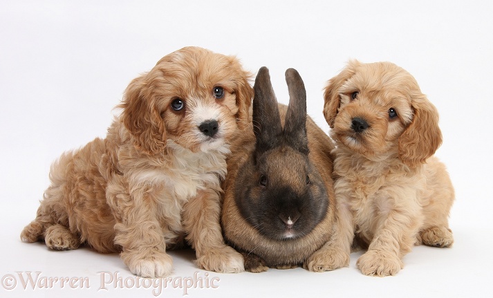 Seal-point rabbit and Cavapoo pups, 6 weeks old, white background