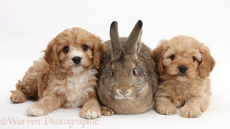 Agouti rabbit and Cavapoo pups, 6 weeks old, white background