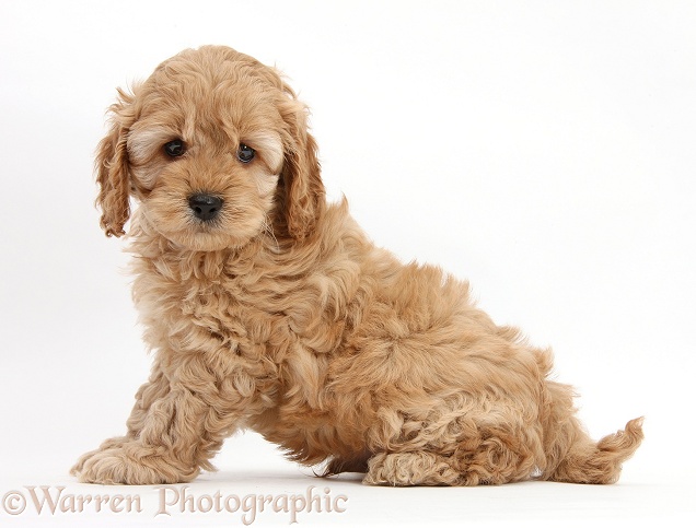 Cockapoo pup, 6 weeks old, white background