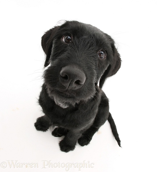Black Labrador x Portuguese Water Dog pup, Cassie, looking up, white background