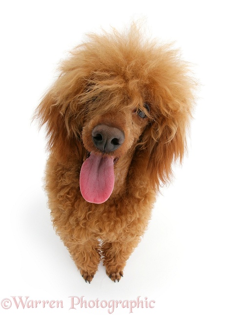 Red toy Poodle, Reggie, looking up, white background