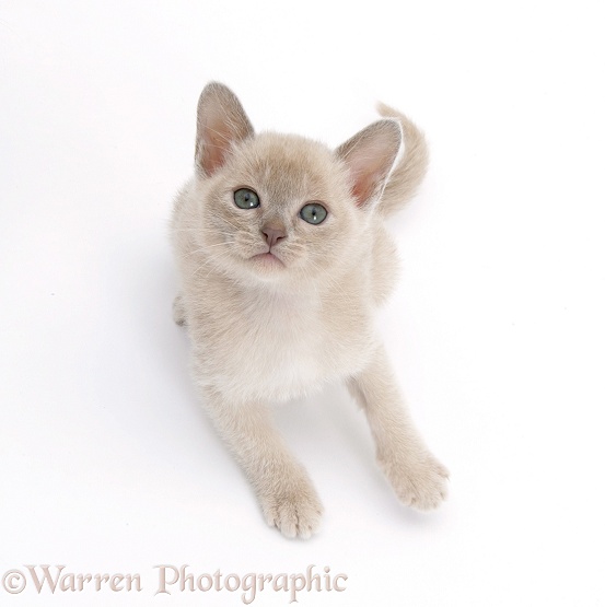 Burmese kitten, 7 weeks old, looking up, white background