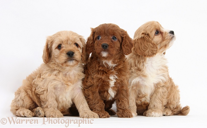 Three Cavapoo pups, 6 weeks old, white background