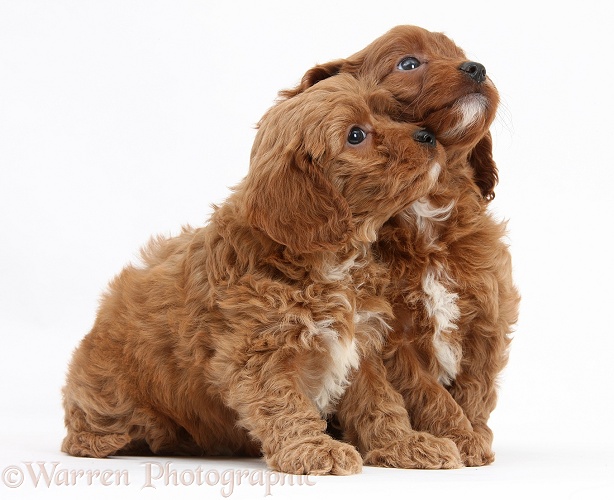 Cavapoo pups, 6 weeks old, white background