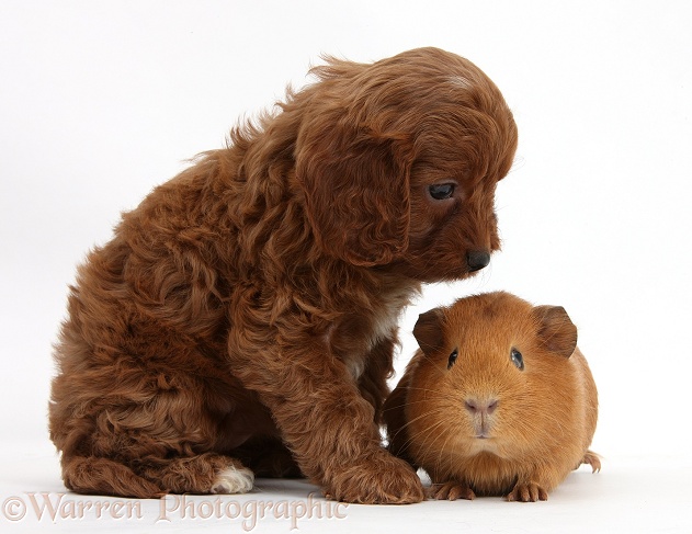 Cavapoo pup, 6 weeks old, and red Guinea pig, white background