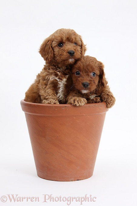 Two Cavapoo pups, 6 weeks old, in a flowerpot, white background