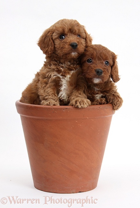 Two Cavapoo pups, 6 weeks old, in a flowerpot, white background