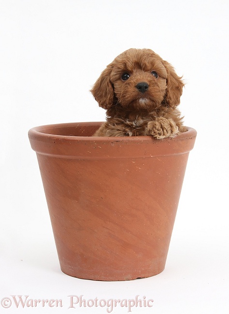 Cavapoo pup, 6 weeks old, in a flowerpot, white background