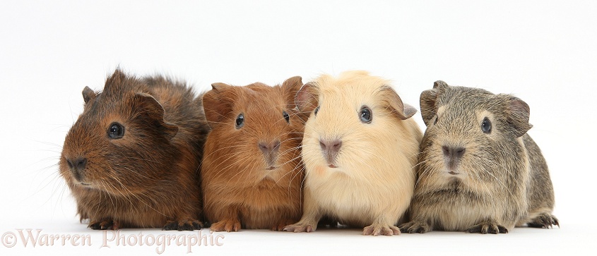 Four baby Guinea pigs, white background