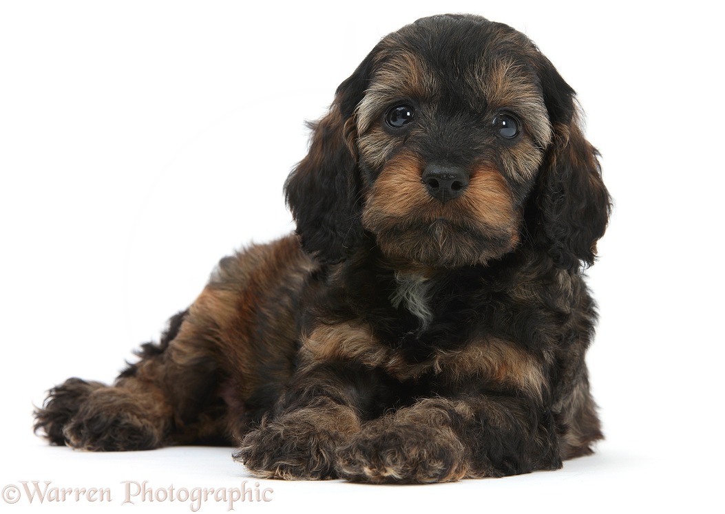 English Cockapoo pup, 6 weeks old, white background