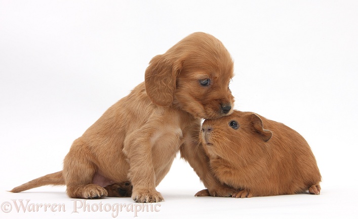 Red Cocker Spaniel pup with young red Guinea pig, white background