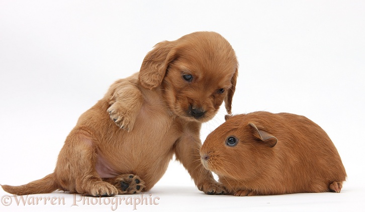 Red Cocker Spaniel pup with young red Guinea pig, white background