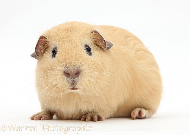 Young yellow smooth-haired Guinea pig, white background