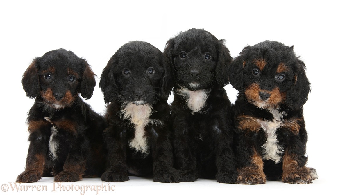 Four English Cockapoo pups, 6 weeks old, white background