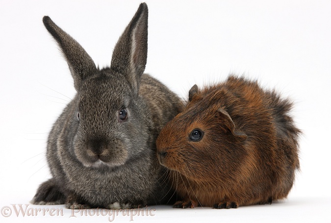 Baby agouti rabbit and baby red-agouti Guinea pig, white background