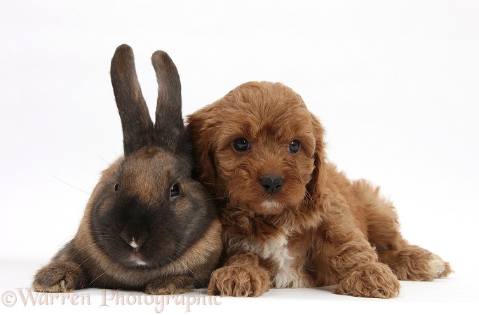 Seal-point rabbit and Cavapoo pup, 6 weeks old, white background