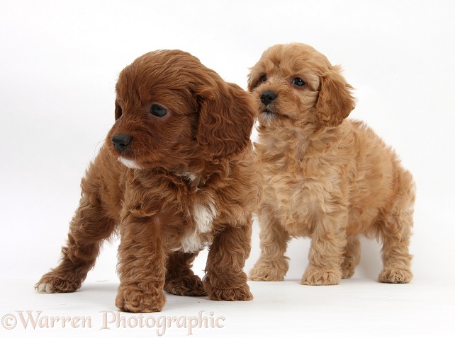 Two Cavapoo pups, 6 weeks old, white background