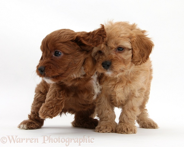 Two Cavapoo pups, 6 weeks old, white background