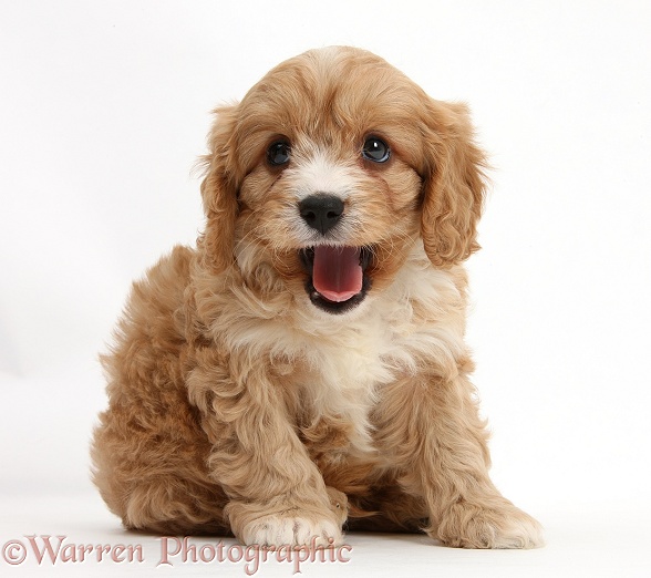 Cavapoo pup, 6 weeks old, white background