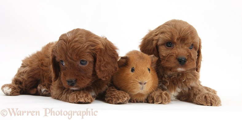 Cavapoo pups, 6 weeks old, and red Guinea pig, white background