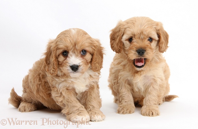 Cavapoo pups, 6 weeks old, white background