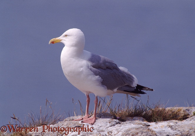 Herring Gull (Larus argentatus) in summer.  N Atlantic