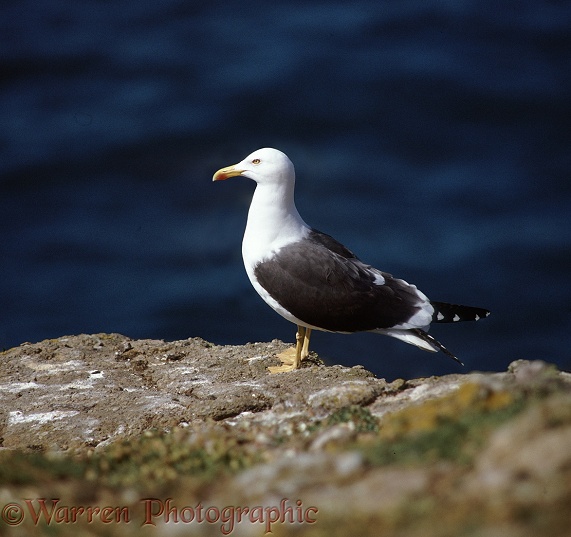 Lesser Black-backed Gull (Larus fuscus).  N Atlantic