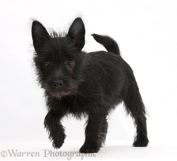 Black Terrier-cross puppy, Maisy, 3 months old, lying with head up, white background