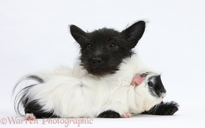 Black Terrier-cross puppy, Maisy, 3 months old, with a black-and-white Guinea pig, white background
