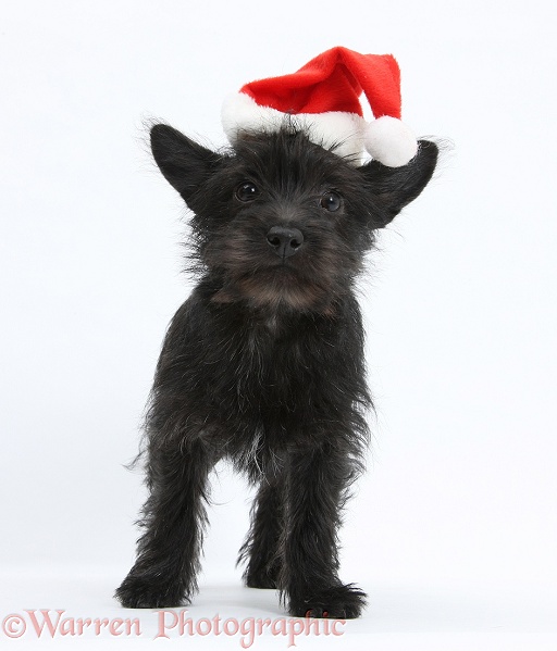 Black Terrier-cross puppy, Maisy, 3 months old, wearing a father Christmas hat, white background