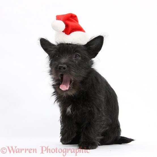 Black Terrier-cross puppy, Maisy, 3 months old, wearing a father Christmas hat and yawning, white background