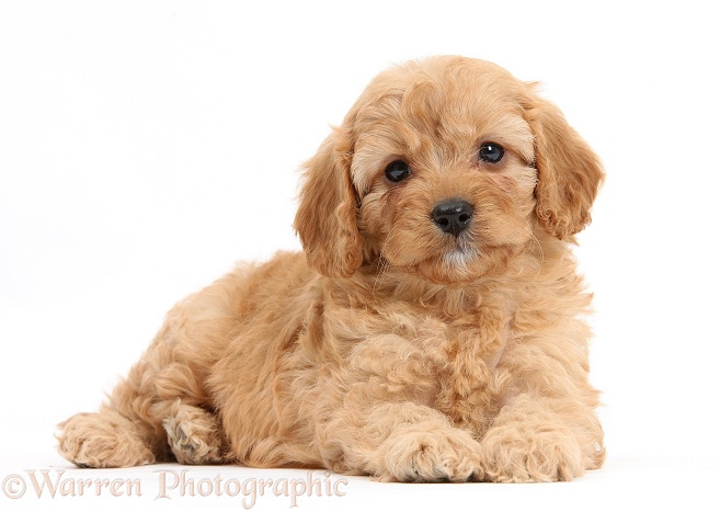 Cavapoo pup, 6 weeks old, white background