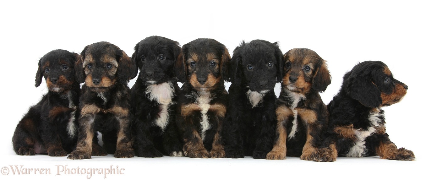 Seven English Cockapoo pups, 6 weeks old, white background
