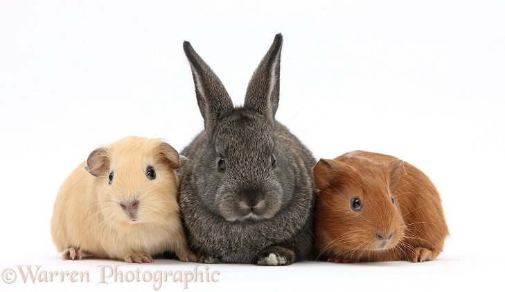 Baby agouti rabbit and baby red and yellow Guinea pigs, white background