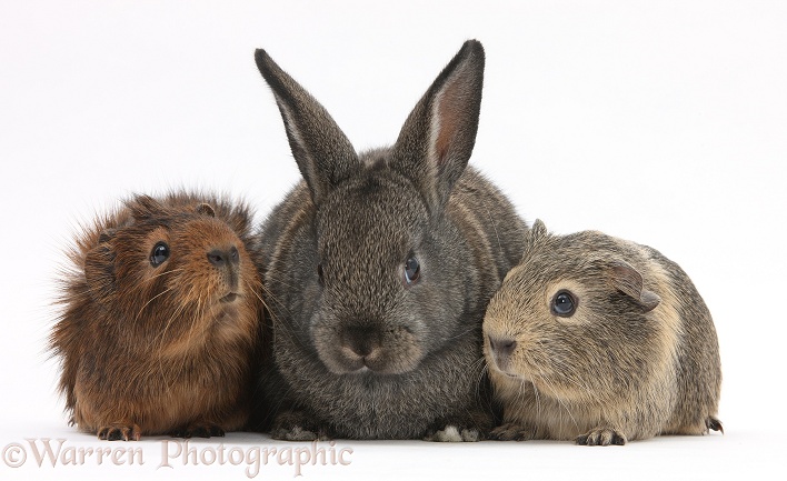 Baby agouti rabbit and baby Guinea pigs, white background